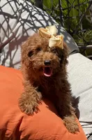 Mini goldendoodle , a female Miniature Goldendoodle for sale in Menifee, CA – 5 of 5