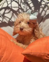 Mini goldendoodle green hazel eyes , a female Miniature Goldendoodle for sale in Menifee, CA – 2 of 8