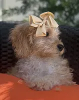 Cream mini goldendoodle , a female Miniature Goldendoodle for sale in Menifee, CA – 2 of 6