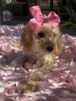   Mini goldendoodle beautiful cream, a female Miniature Goldendoodle for sale in Menifee, CA – 4 of 7