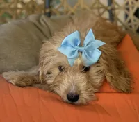 Beautiful mini goldendoodle , a female Miniature Goldendoodle for sale in Menifee, CA – 5 of 6
