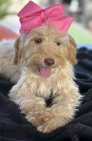 Mini goldendoodle , a female Miniature Goldendoodle for sale in Menifee, CA – 3 of 9