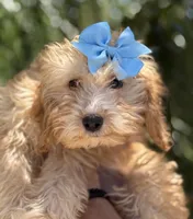 Beautiful mini goldendoodle , a female Miniature Goldendoodle for sale in Menifee, CA – 4 of 6