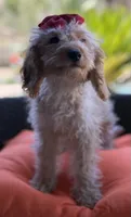 Mini goldendoodle cream color , a female Miniature Goldendoodle for sale in Menifee, CA – 4 of 6