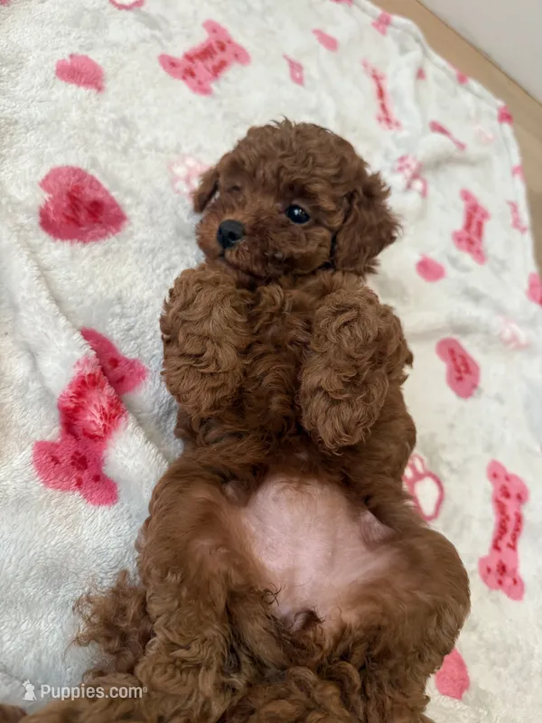 Ginger – Poodle - Toy  puppy for sale in Atlanta, GA
