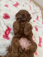 Ginger, a female Poodle - Toy  for sale in Atlanta, GA – 1 of 3