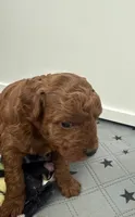 Cocoa, a female Poodle - Toy  for sale in Philadelphia, PA – 2 of 2