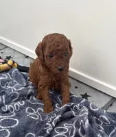 Fudge Pudge, a male Poodle - Toy  for sale in Philadelphia, PA – 1 of 2