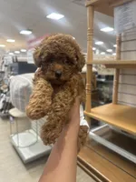 Ginger, a female Poodle - Toy  for sale in Philadelphia, PA – 3 of 5