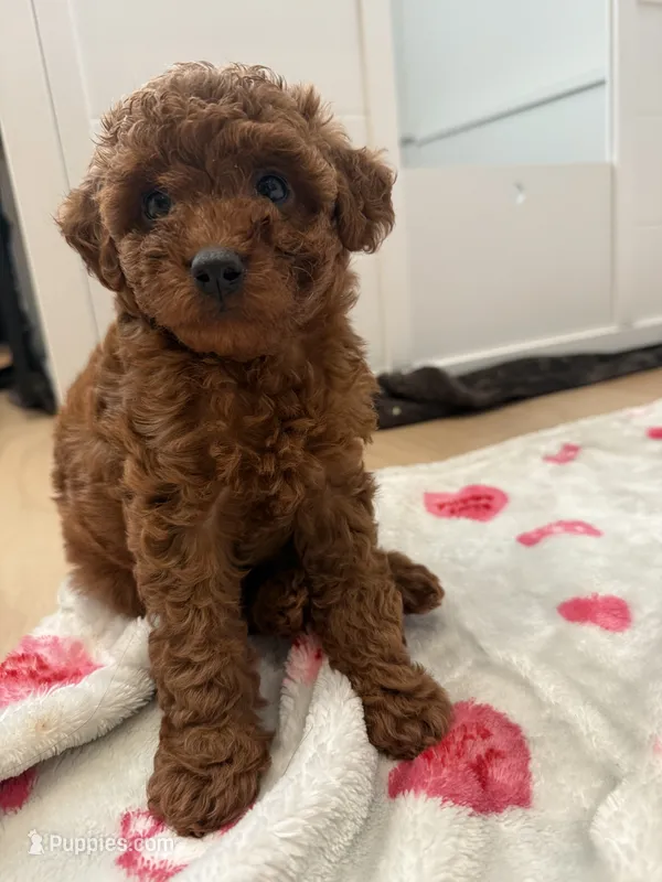Cocoa – Poodle - Toy  puppy for sale in Atlanta, GA
