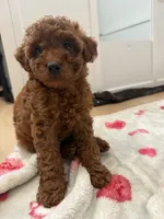 Cocoa, a female Poodle - Toy  for sale in Atlanta, GA – 1 of 4