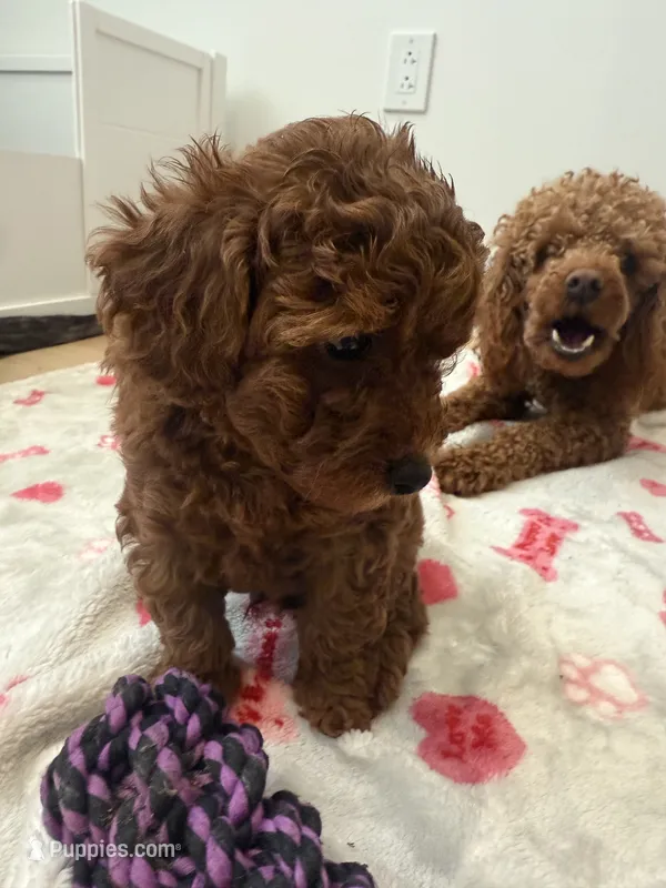 Fudge Pudge – Poodle - Toy  puppy for sale in Atlanta, GA