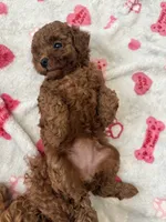 Ginger, a female Poodle - Toy  for sale in Atlanta, GA – 2 of 3