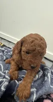 Ginger, a female Poodle - Toy  for sale in Philadelphia, PA – 1 of 1