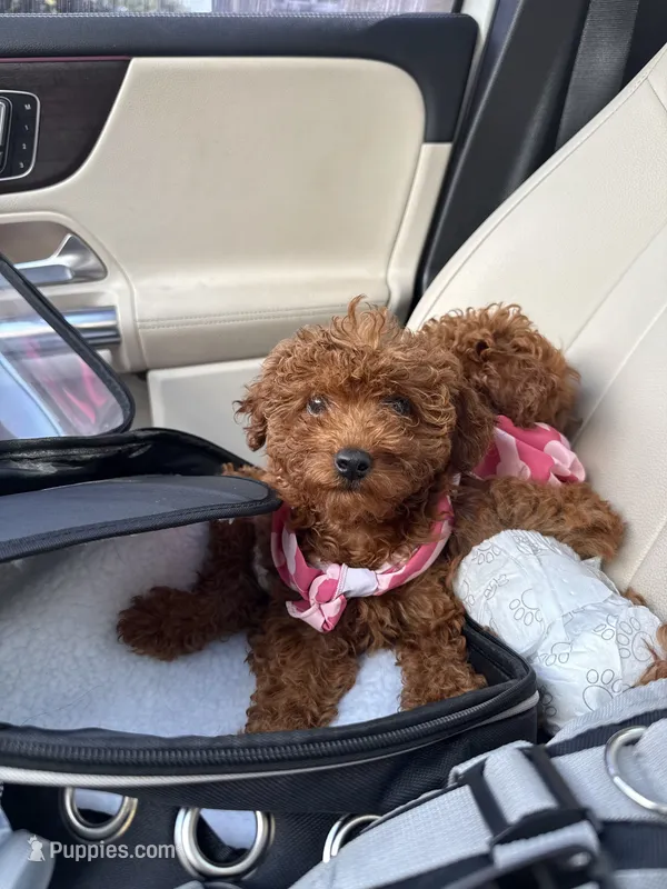 Cocoa – Poodle - Toy  puppy for sale in Philadelphia, PA