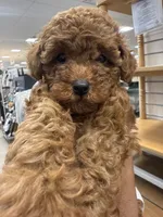 Ginger, a female Poodle - Toy  for sale in Philadelphia, PA – 2 of 5