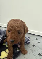 Cocoa, a female Poodle - Toy  for sale in Philadelphia, PA – 1 of 2