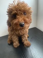 Cocoa, a female Poodle - Toy  for sale in Philadelphia, PA – 2 of 2