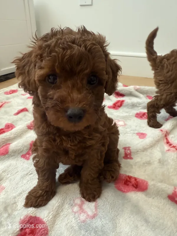 Fudge Pudge – Poodle - Toy  puppy for sale in Atlanta, GA