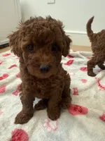 Fudge Pudge, a male Poodle - Toy  for sale in Atlanta, GA – 4 of 4