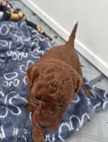 Fudge Pudge, a male Poodle - Toy  for sale in Philadelphia, PA – 2 of 2