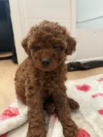 Cocoa, a female Poodle - Toy  for sale in Atlanta, GA – 2 of 4