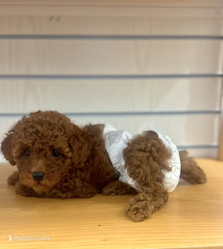 Ginger – Poodle - Toy  puppy for sale in Atlanta, GA