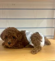 Ginger, a female Poodle - Toy  for sale in Philadelphia, PA – 1 of 5