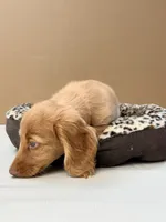 Peaty, a male Dachshund for sale in Yulee, FL – 3 of 4