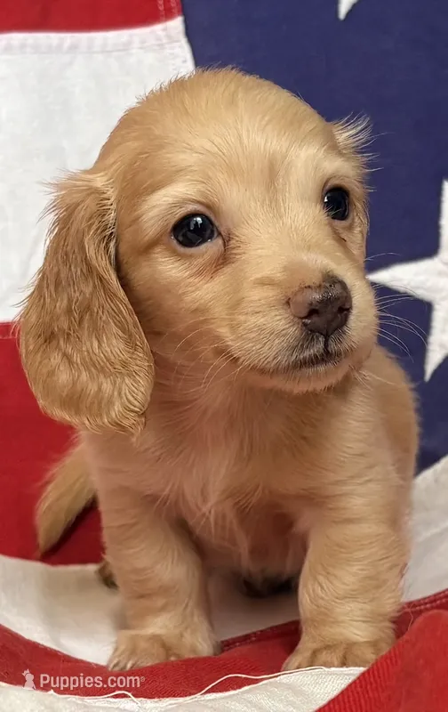 Grant – Dachshund, Miniature Dachshund puppy for sale in Yulee, FL