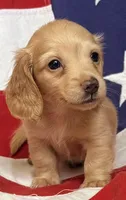 Grant, a male Dachshund and Miniature Dachshund for sale in Yulee, FL – 1 of 2