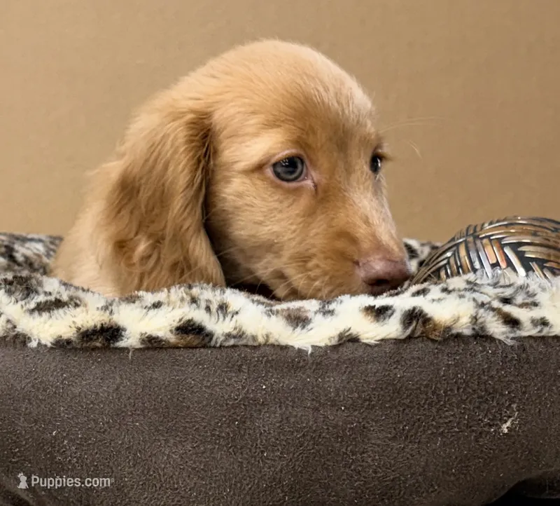 Peaty – Dachshund puppy for sale in Yulee, FL