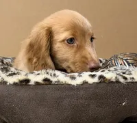 Peaty, a male Dachshund for sale in Yulee, FL – 1 of 4