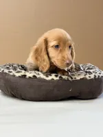 Peaty, a male Dachshund for sale in Yulee, FL – 2 of 4