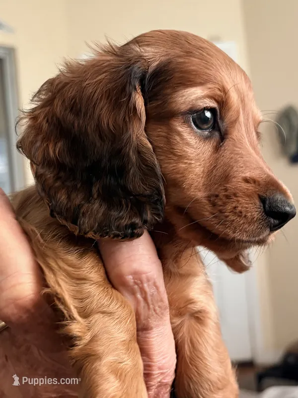 VIRGLE – Dachshund, Miniature Dachshund puppy for sale in Yulee, FL