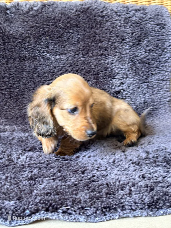 Josie – Dachshund, Miniature Dachshund puppy for sale in Yulee, FL