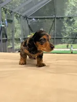 Wyatt, a male Dachshund and Miniature Dachshund for sale in Yulee, FL – 1 of 3