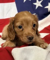 Jackson, a male Dachshund and Miniature Dachshund for sale in Yulee, FL – 2 of 2