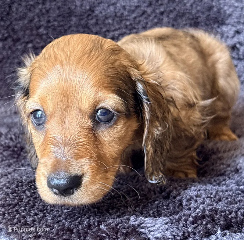 VIRGLE – Dachshund, Miniature Dachshund puppy for sale in Yulee, FL