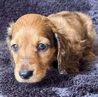 VIRGLE, a male Dachshund and Miniature Dachshund for sale in Yulee, FL – 1 of 4