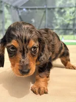 Wyatt, a male Dachshund and Miniature Dachshund for sale in Yulee, FL – 2 of 3