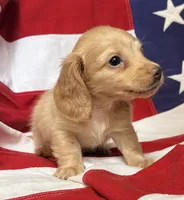 Grant, a male Dachshund and Miniature Dachshund for sale in Yulee, FL – 2 of 2