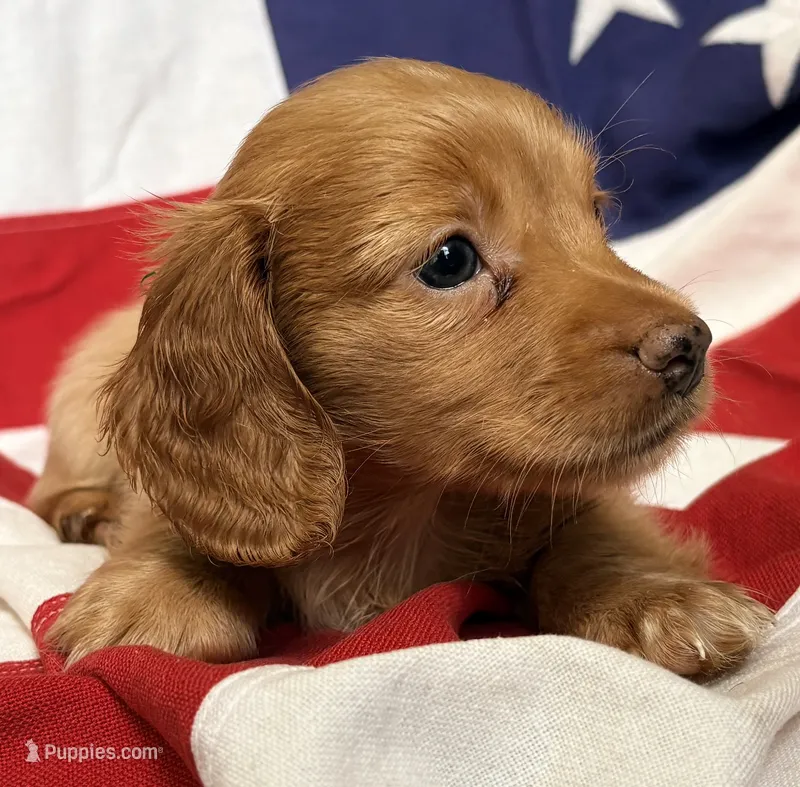 Jackson – Dachshund, Miniature Dachshund puppy for sale in Yulee, FL