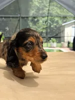 Wyatt, a male Dachshund and Miniature Dachshund for sale in Yulee, FL – 3 of 3
