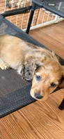 VIRGLE, a male Dachshund and Miniature Dachshund for sale in Yulee, FL – 3 of 4
