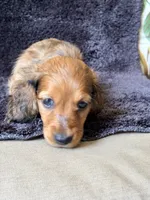 VIRGLE, a male Dachshund and Miniature Dachshund for sale in Yulee, FL – 4 of 4