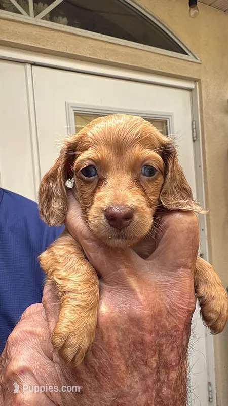 Josie – Dachshund, Miniature Dachshund puppy for sale in Yulee, FL