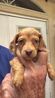 Josie, a female Dachshund and Miniature Dachshund for sale in Yulee, FL – 1 of 2