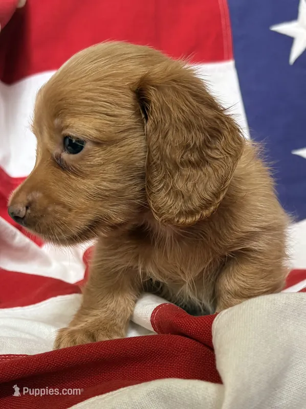 Sherman – Dachshund, Miniature Dachshund puppy for sale in Yulee, FL