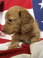 Sherman, a male Dachshund and Miniature Dachshund for sale in Yulee, FL – 1 of 2